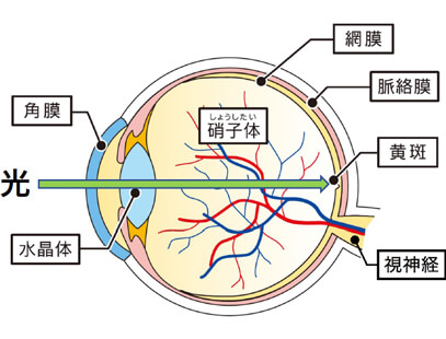 正常な網膜